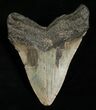 Inch Megalodon Tooth #4991-2